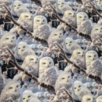 Lumerikkad valged öökullid istuvad talvistel okstel