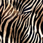 Seebra must-valge triibuline karv muster